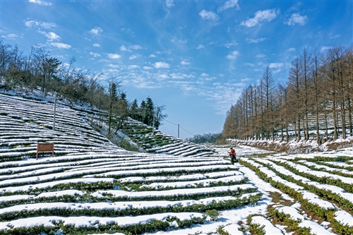 《山峰茶园》