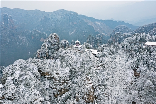 《雪峰杉林无限美》