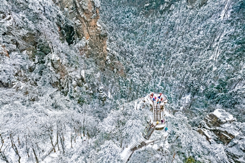 《雪峰杉林游人醉》