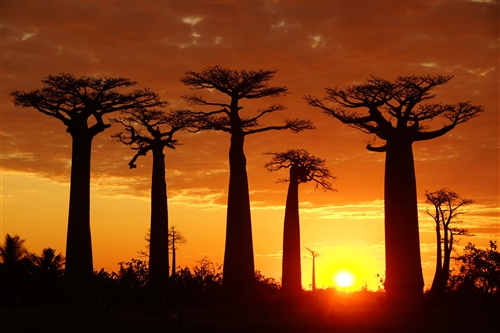 奇树夕照-马达加斯加